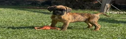 Boxer perros en venta: Cachorros Machos BOXER - Anuncio 3