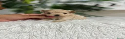 Maltipoo perros en venta: MALTIPOO 100% COREANO - Anuncio 5