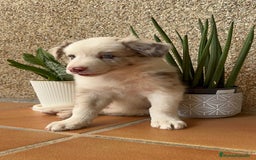 Border Collie perros en venta: BORDER COLLIE MERLE MACHO - Imagen 19