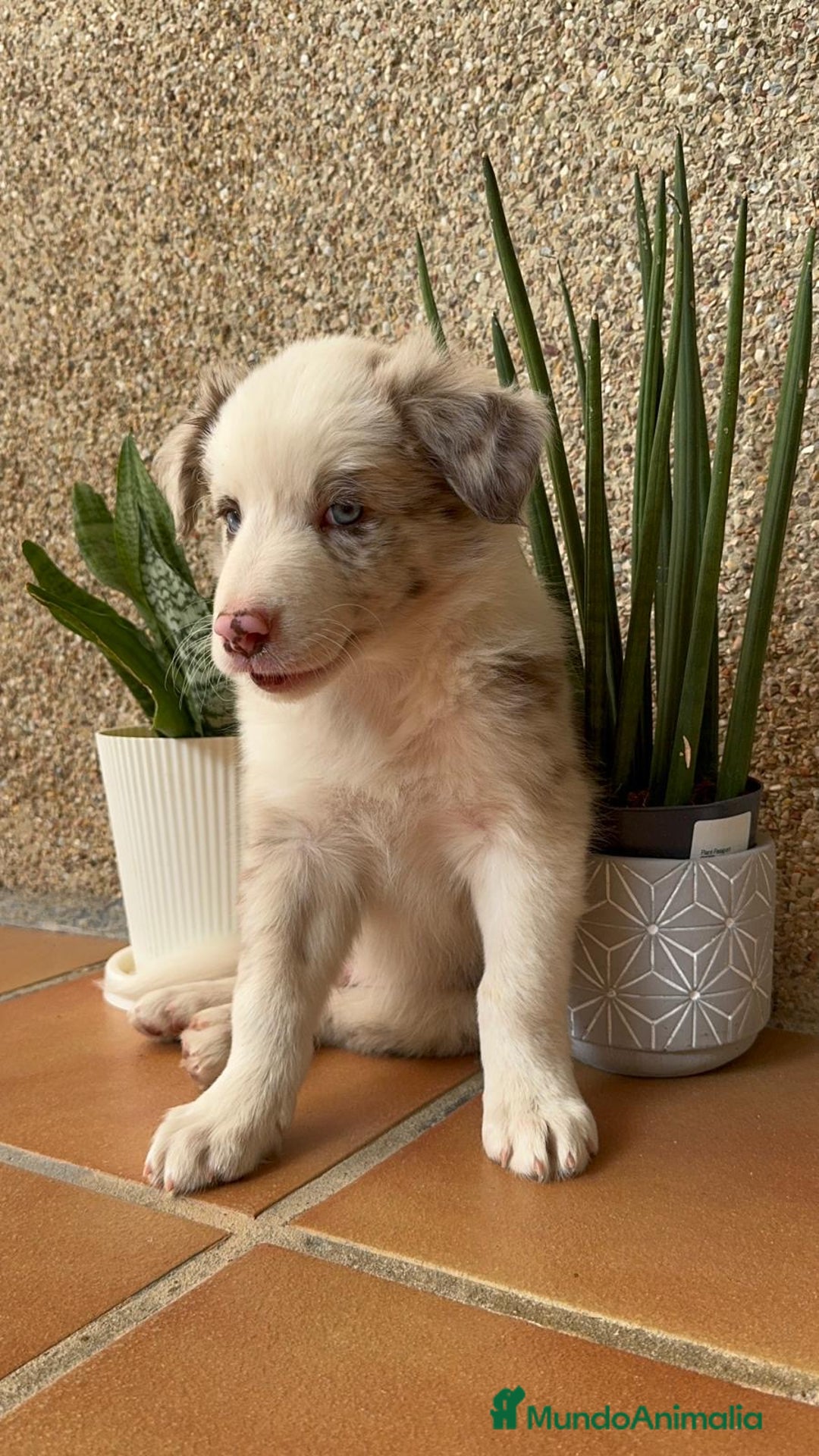 Border Collie perros en venta: BORDER COLLIE MERLE MACHO - Imagen 19