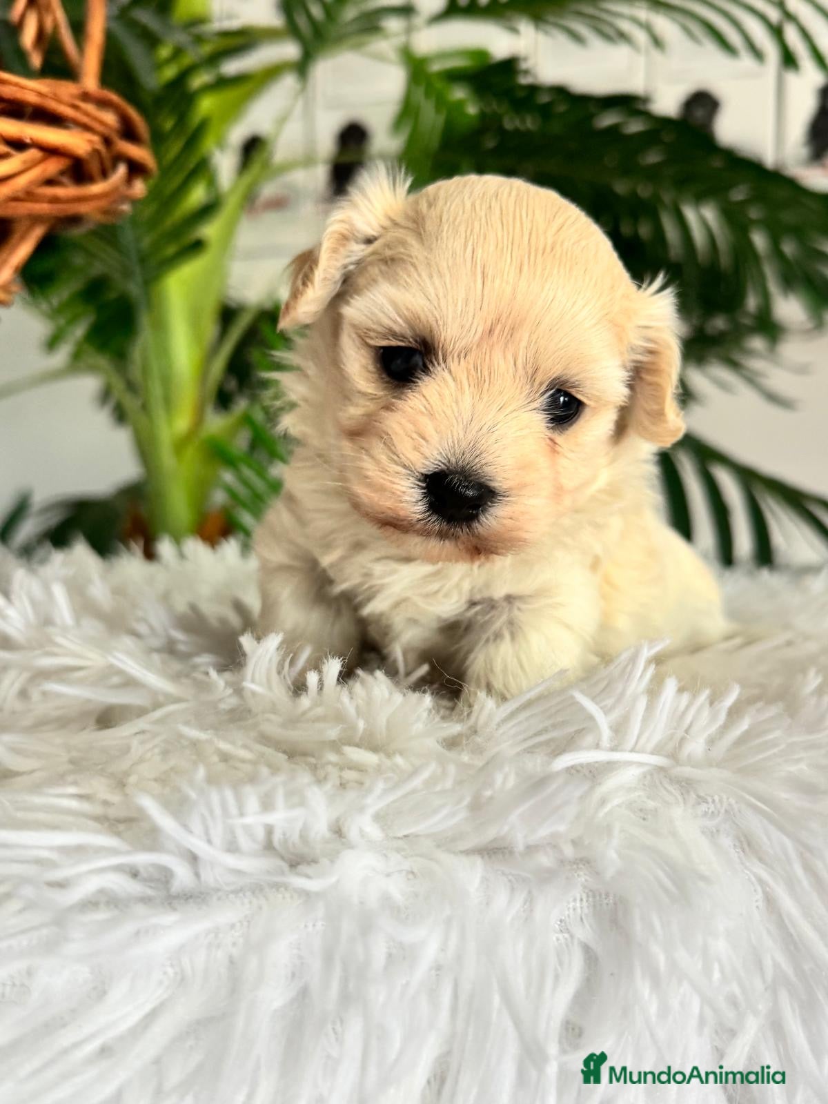 Maltipoo perros en venta: MALTIPOO HEMBRA - Anuncio 1