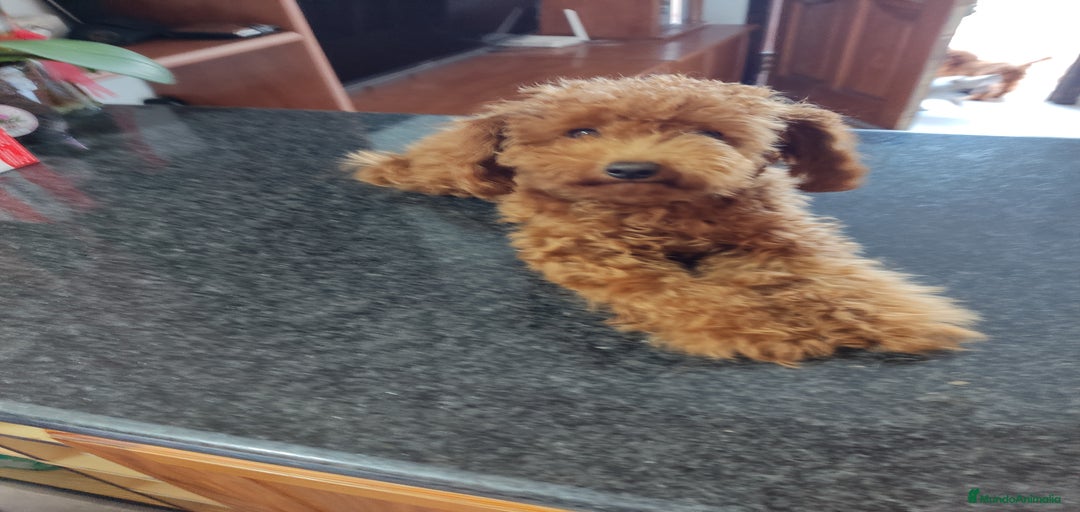 Imagen de galería {{count}}