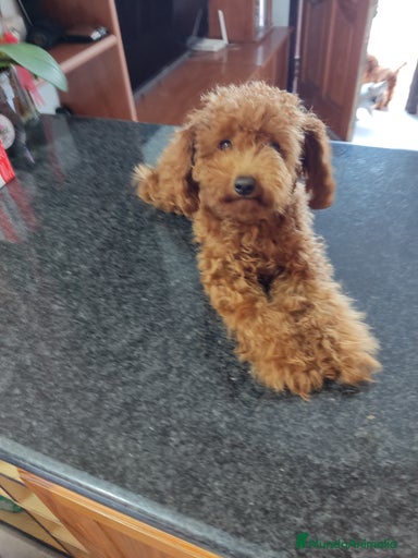 Imagen de galería {{count}}