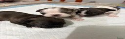 Bulldog Francés perros en venta: Bulldog francés  - Anuncio 8