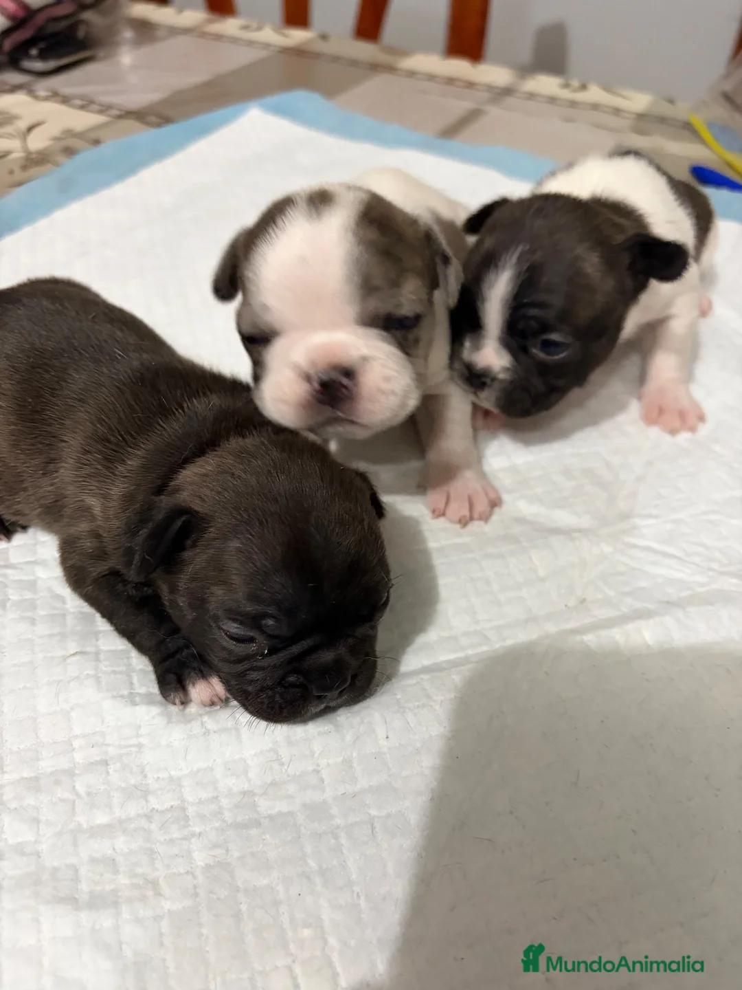 Bulldog Francés perros en venta: Bulldog francés  - Anuncio 8