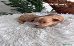 Maltipoo perros en venta: MALTIPOO MACHOS - Imagen 10