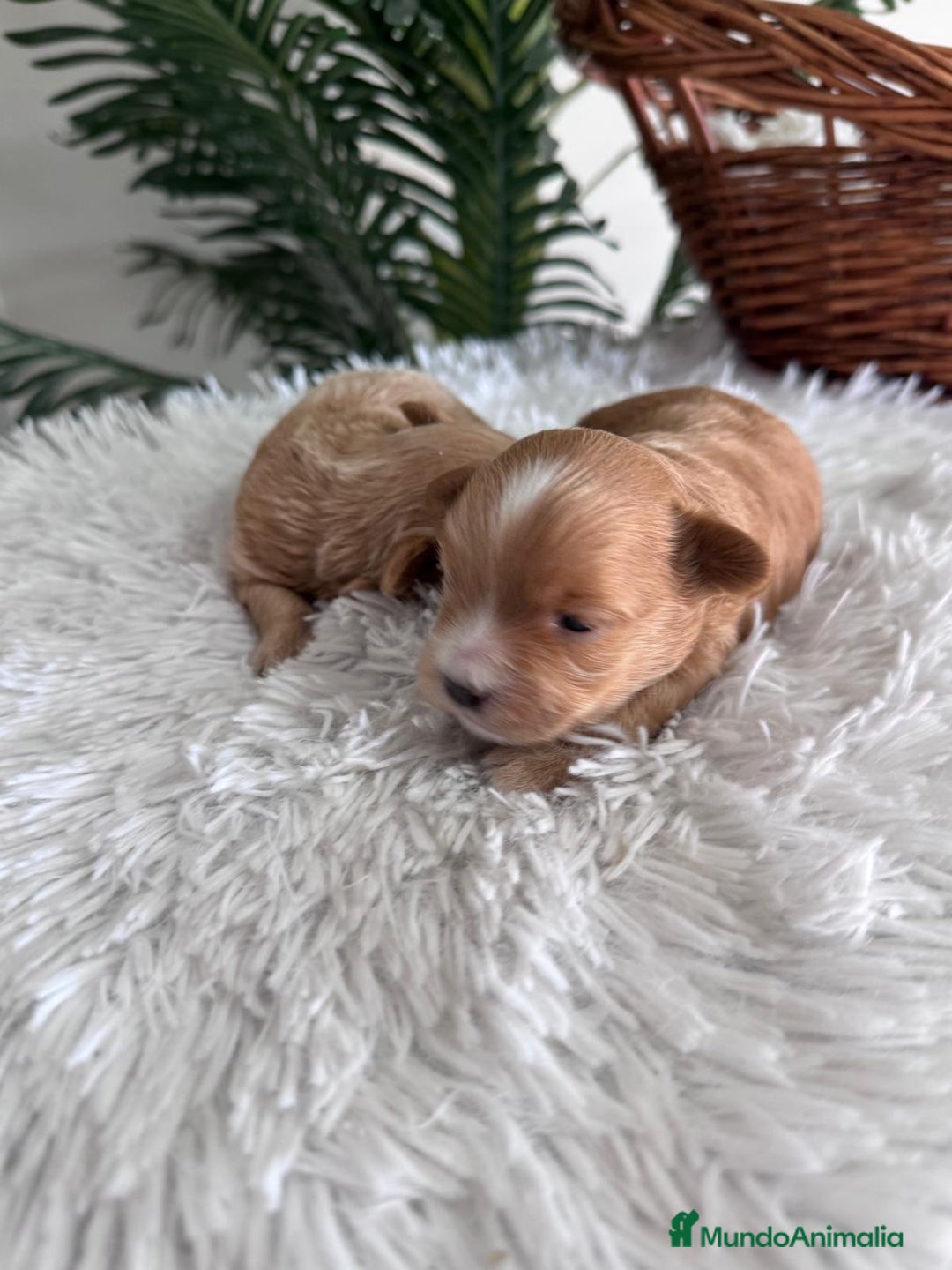 Maltipoo perros en venta: MALTIPOO MACHOS - Imagen 10