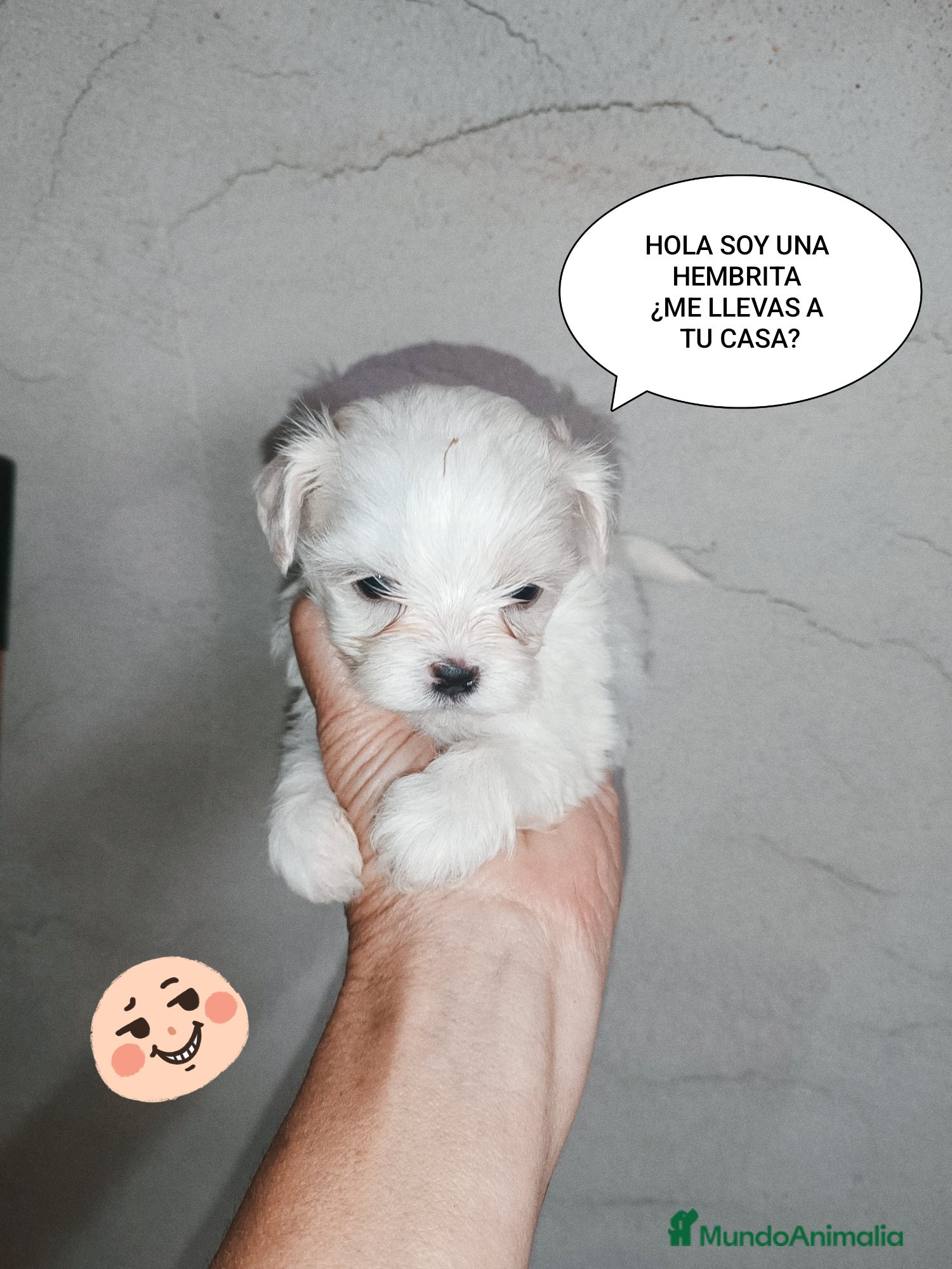 Bichón Maltés perros BICHÓN MALTÉS - Anuncio 1