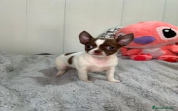 Chihuahua perros en venta: Chihuahua toy rusos - Imagen 2