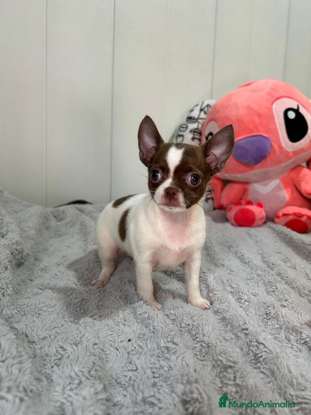 Chihuahua perros en venta: Chihuahua toy rusos - Imagen 2