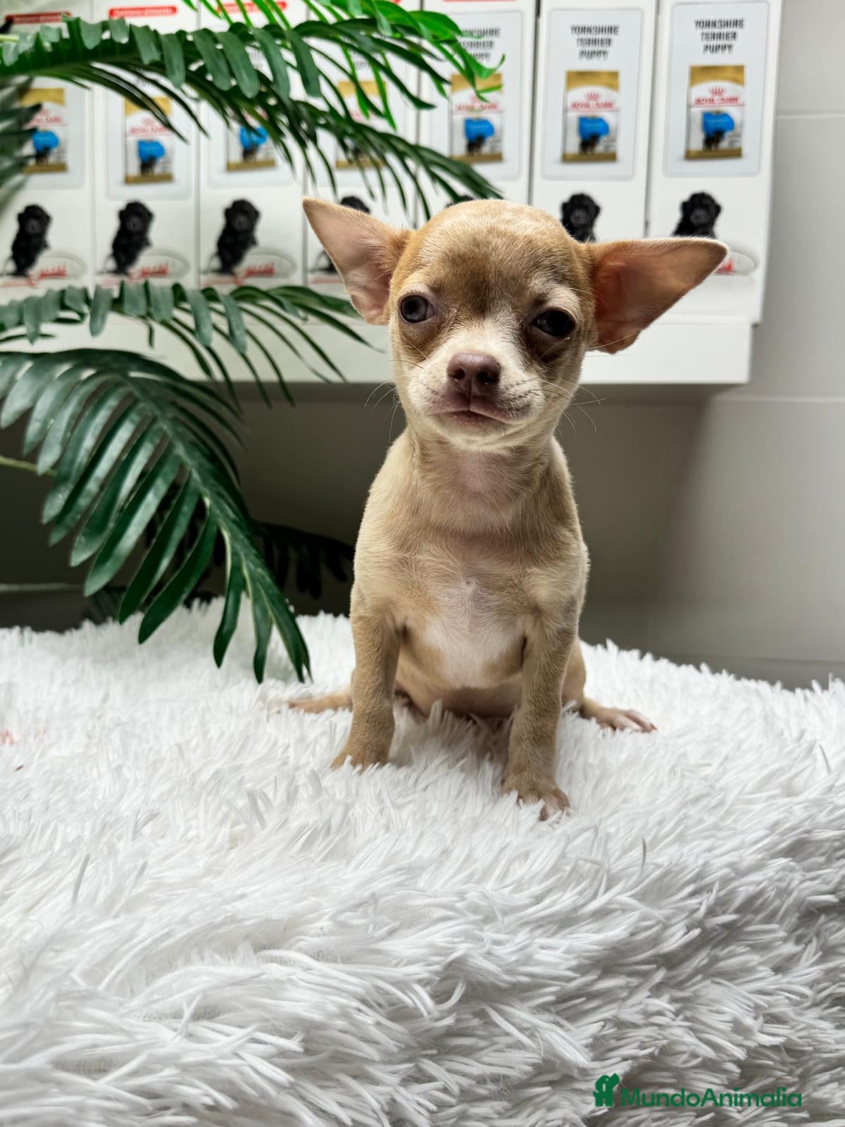 Chihuahua perros CHIHUAHUA - Anuncio 2