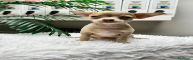 Chihuahua 1