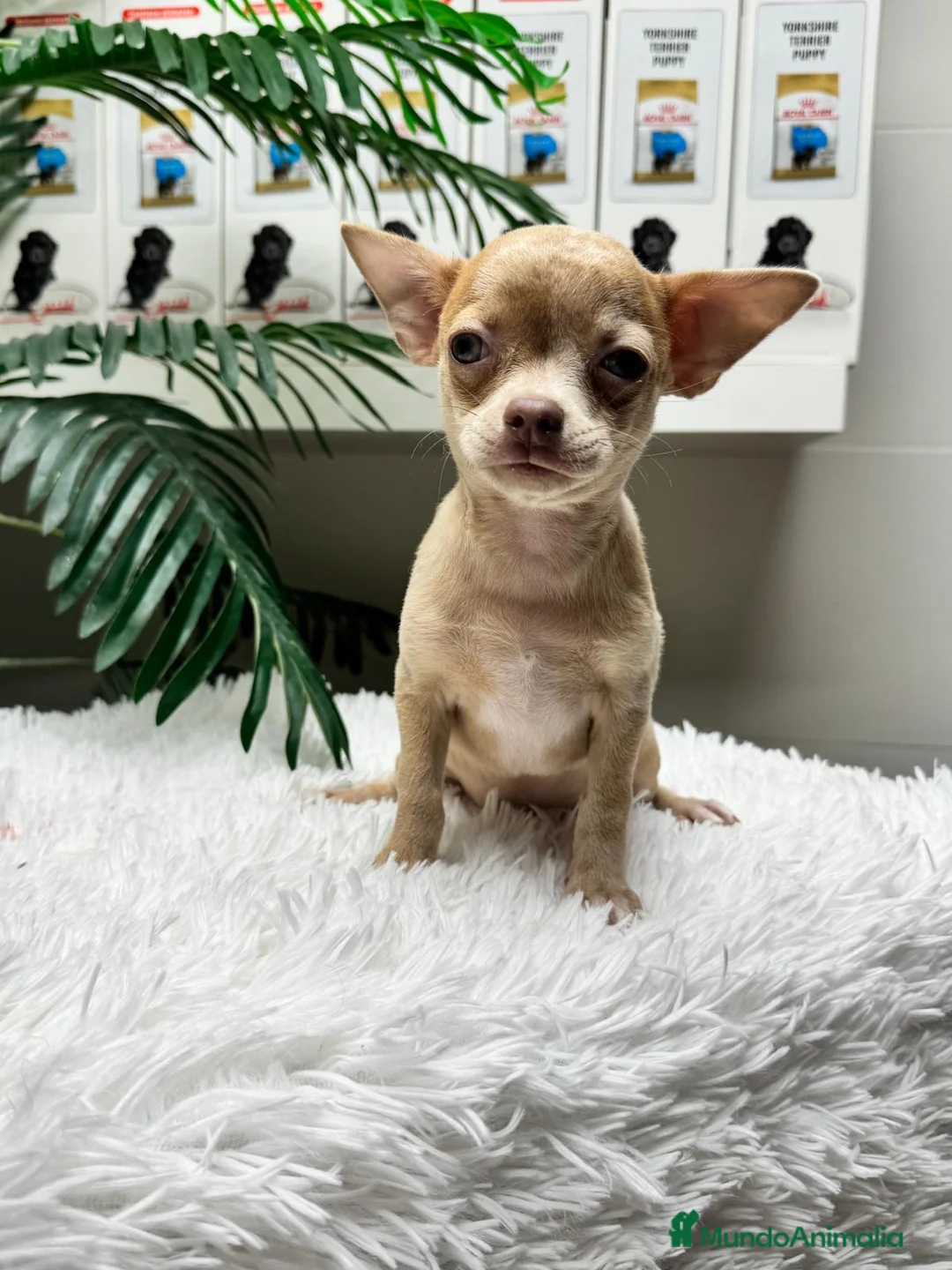 Chihuahua perros en venta: CHIHUAHUA - Anuncio 2