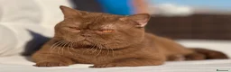 Británico de Pelo Corto gatos en venta: BRITISHSHORTHAIR LILAC ESPECTACULAR! - Anuncio 6