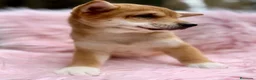 Shiba Inu perros en venta: SHIBA INU HEMBRAS CON AURIJO - Anuncio 4