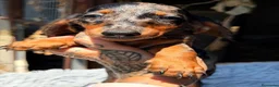 Teckel Miniatura perros en venta: Teckel arlequines disponibles💙🐾 - Anuncio 4