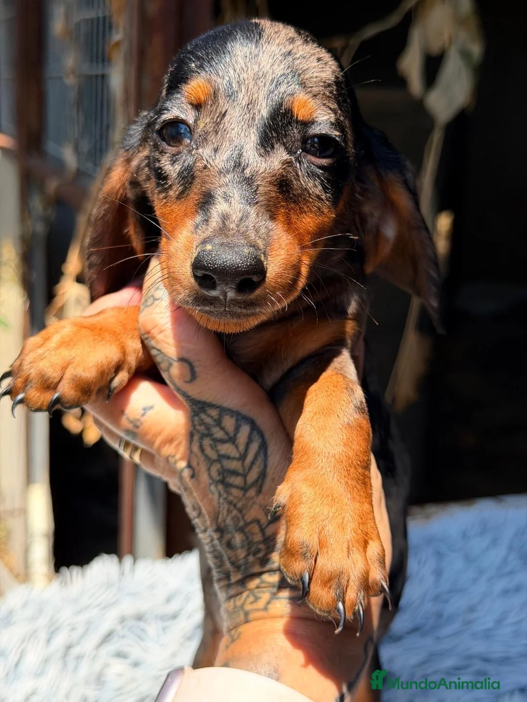 Teckel Miniatura perros en venta: Teckel arlequines disponibles💙🐾 - Anuncio 4