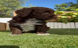 Perro de Agua Español perros en venta: PERRO DE AGUA ESPAÑOL MACHO - Imagen 12