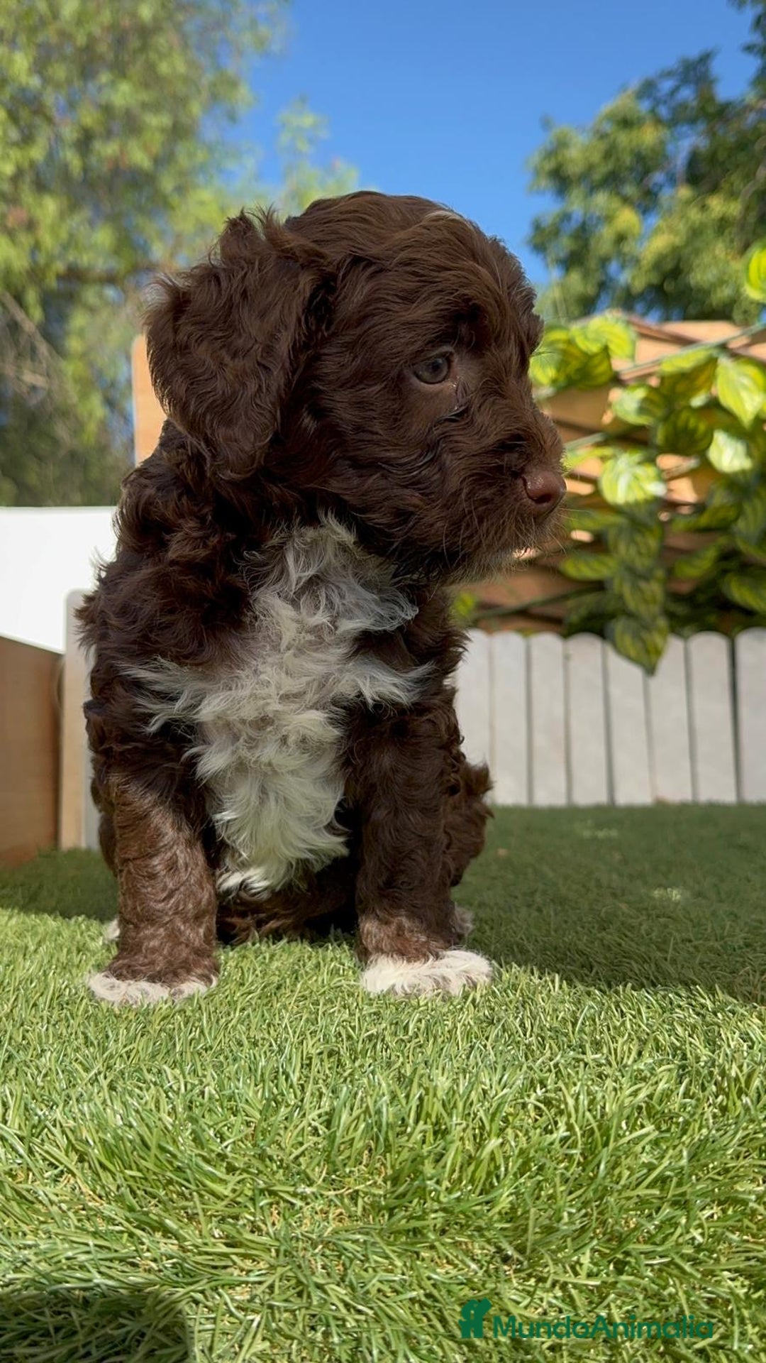 Perro de Agua Español perros en venta: PERRO DE AGUA ESPAÑOL MACHO - Imagen 12