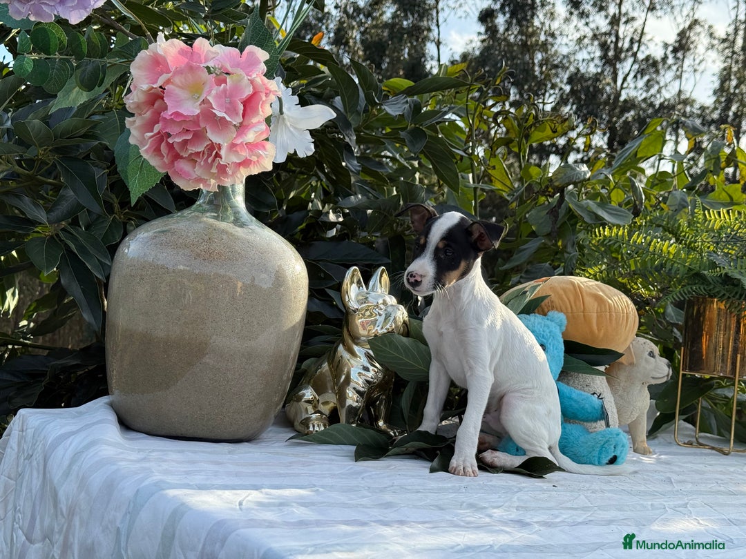 Ratonero Bodeguero Andaluz perros en venta: Bodeguero andaluz macho - Imagen 2