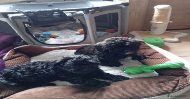 Raza Mixta perros - Anuncio 3