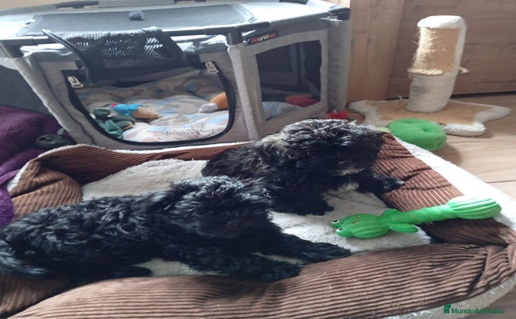 Raza Mixta perros - Anuncio 1