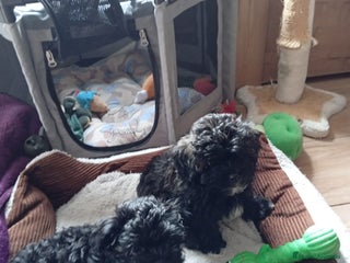 Raza Mixta perros - Anuncio 2