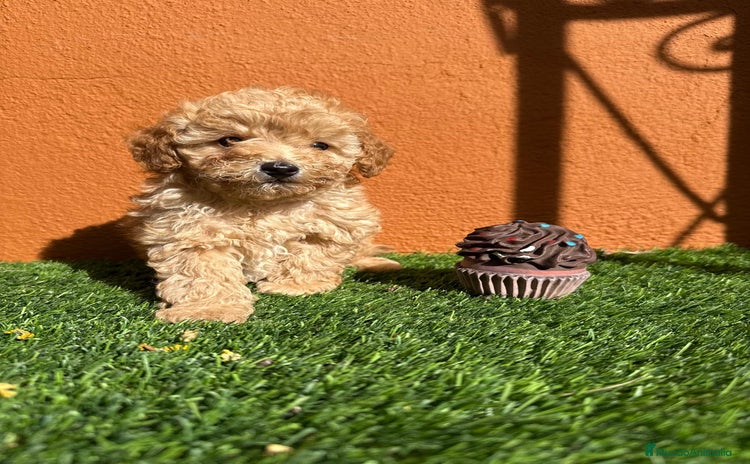 Caniche Enano perros - Anuncio 8