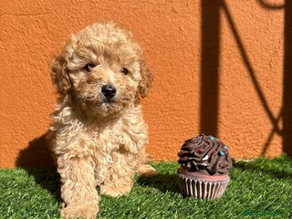 Caniche Enano perros - Anuncio 2