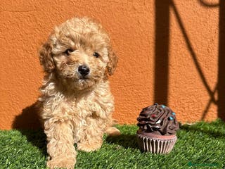 Caniche Enano perros CANICHE - Anuncio 4