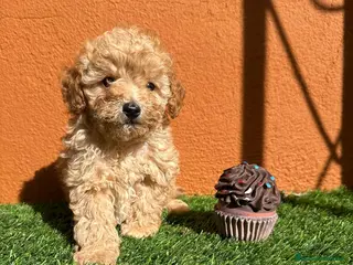 Caniche Enano perros CANICHE - Anuncio 13