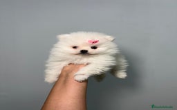 Pomerania perros en venta: Pomerania Blanco Puro - Imagen 6