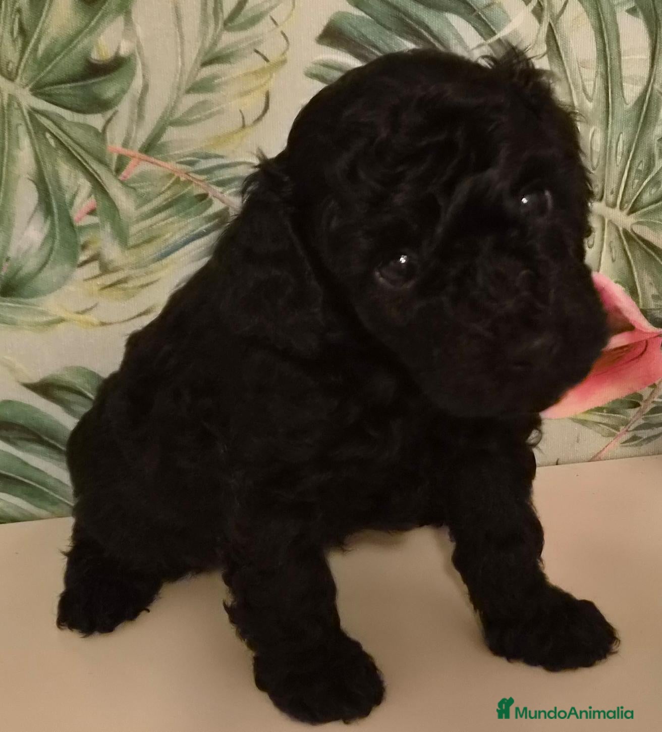 Caniche Toy perros Caniches toy - Anuncio 6