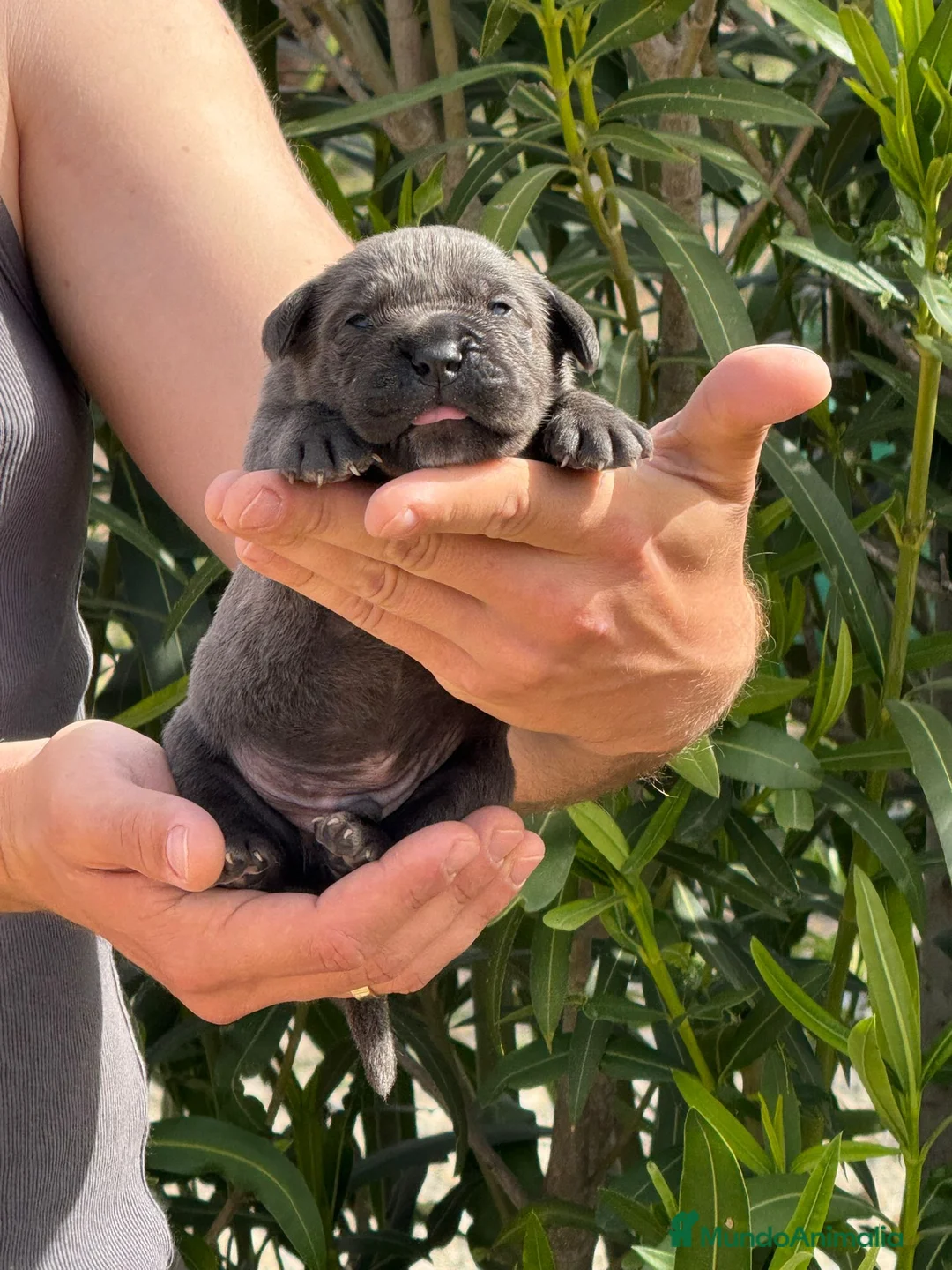 Cane Corso perros en venta: Cachorros de Cane Corso. - Anuncio 12
