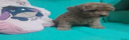 Caniche Toy perros en venta: CANICHE TOY - Anuncio 9