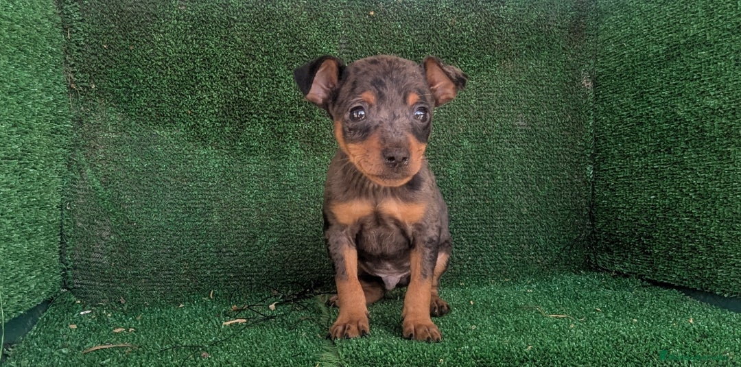 Pinscher Miniatura perros en venta: Se vende camada de mini pinche - Anuncio 2
