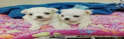 Bichón Maltés perros en venta: Bichon Maltes - Anuncio 1