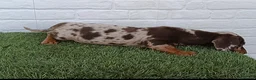 Teckel Miniatura perros en venta: Cachorro de Teckel arlequín chocolate miniatura  - Anuncio 5