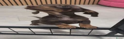 Teckel Miniatura perros en venta: TECKEL MINIATURA DISPONIBLES  - Anuncio 2