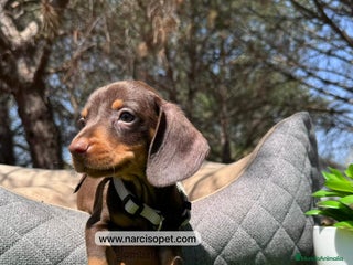 Teckel Miniatura perros - Anuncio 19