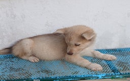 Husky Siberiano perros en venta: ULTIMO HUSKY y ULTIMA  ALASKA MALAMUTE  - Imagen 9