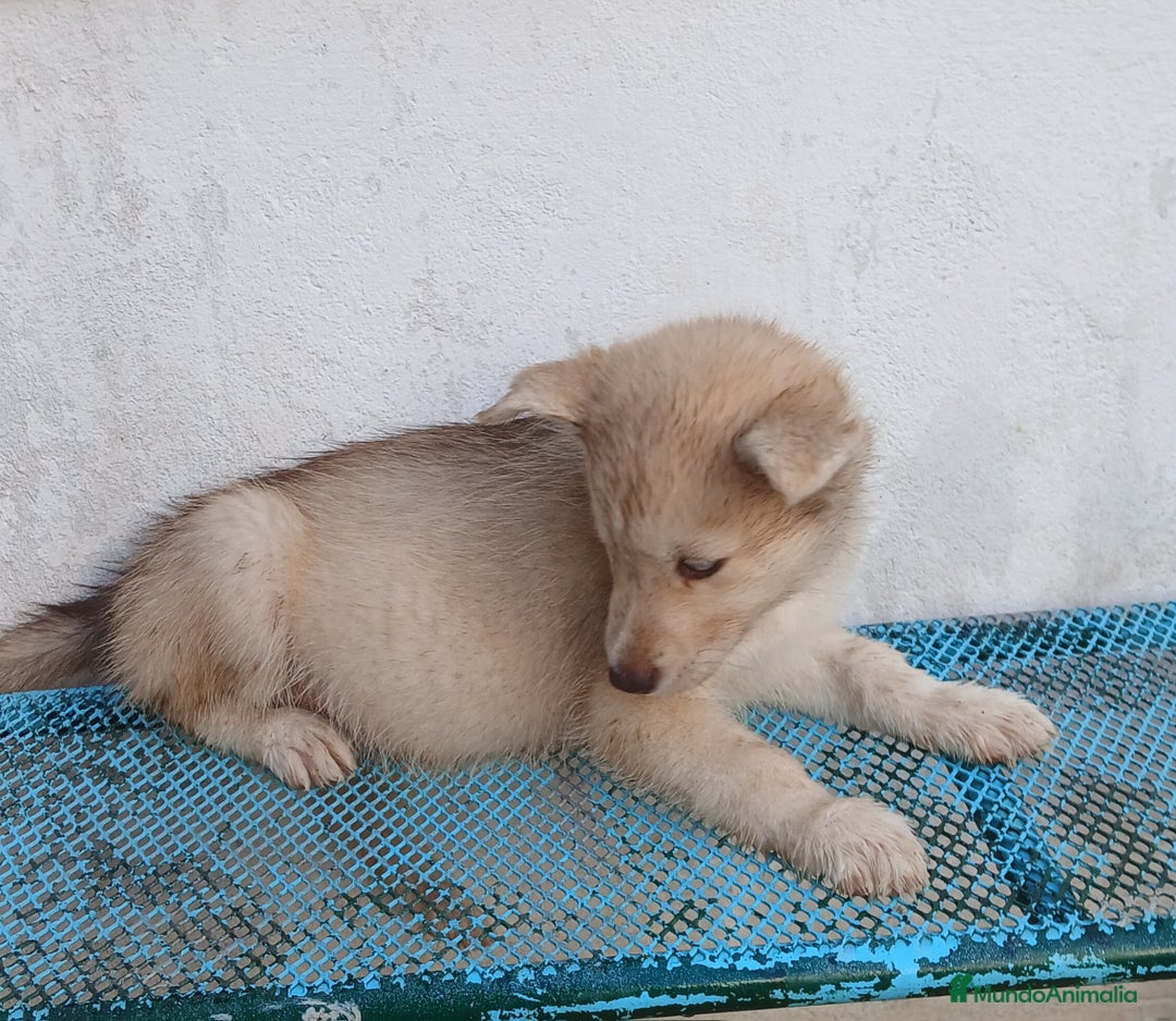 Husky Siberiano perros en venta: ULTIMO HUSKY y ULTIMA  ALASKA MALAMUTE  - Imagen 9