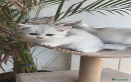 Británico de Pelo Corto gatos en venta: British Silver Chinchilla  - Imagen 5
