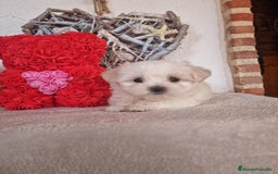 Bichón Maltés perros en venta: CAMADA DE BICHÓN MALTÉS  - Imagen 3