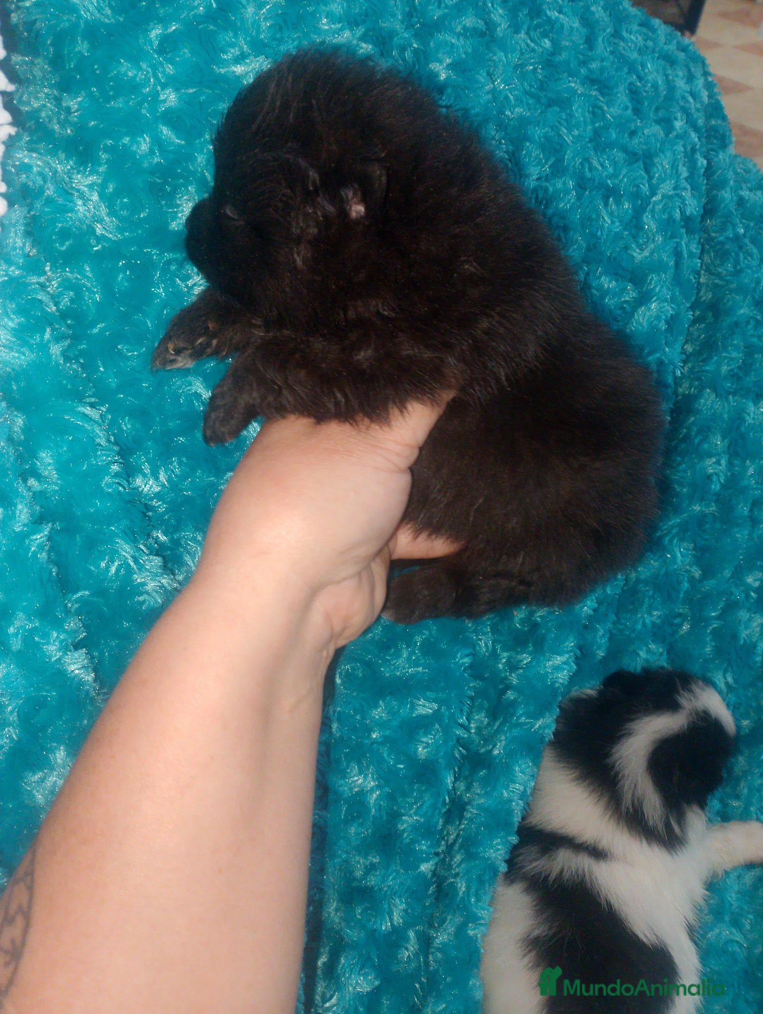 Pomerania perros Camada de pomerania hembras  - Anuncio 2