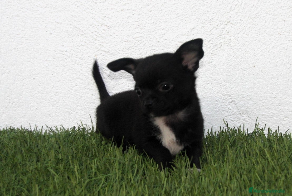 Chihuahua perros Chihuahua toy  - Anuncio 1