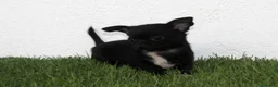 Chihuahua perros en venta: Chihuahua toy  - Anuncio 1