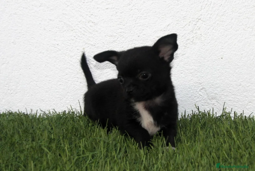 Chihuahua perros en venta: Chihuahua toy  - Anuncio 1