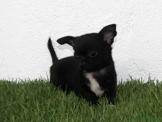 Chihuahua perros Chihuahua toy - Anuncio 1