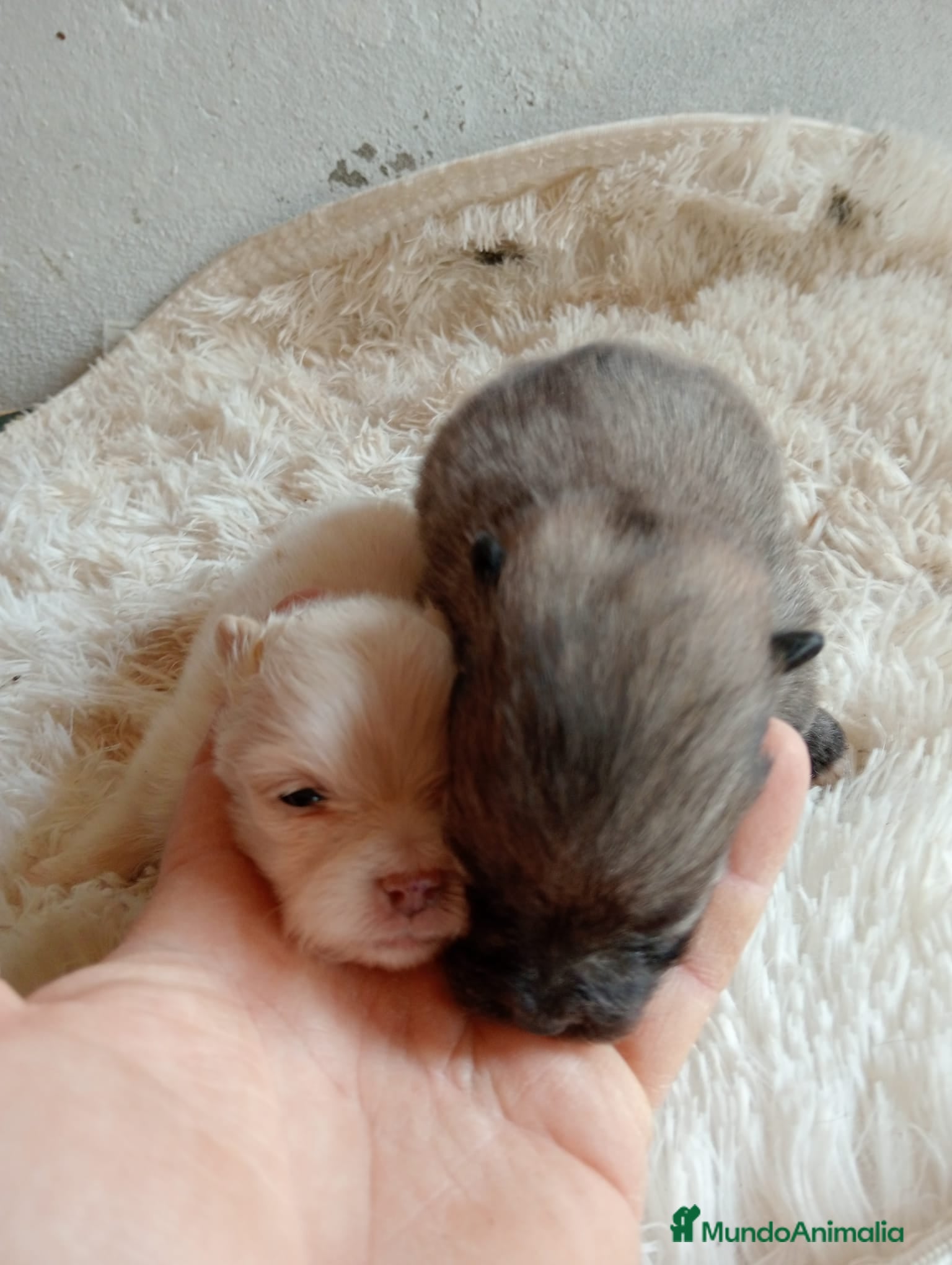 Pomerania perros Pomerania  - Anuncio 3